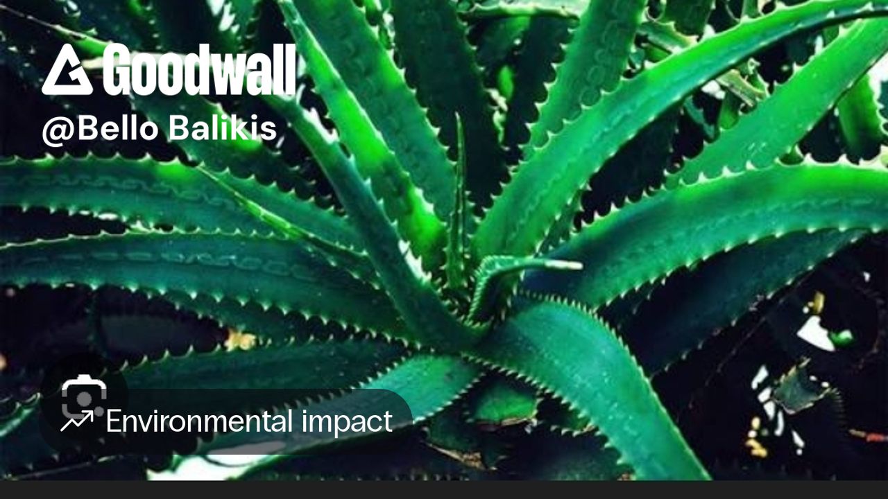 Bello Balikis s Post On Goodwall Aloe Vera Plant This Plant Is Bello Balikis s Post On Goodwall Aloe Vera Plant This Plant Is